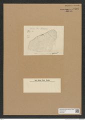 Diatomeae indet. Zeichnungen Sammlung Grunow Nr. 6727 (NHMW-BOT-W0375537)